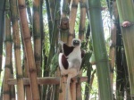 Juchu - unsere ersten Lemuren...
